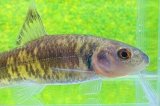 カワヒガイ　（やや大：婚姻色）　兵庫産　１ペア