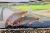 特価　ヤリタナゴ　（中）　福岡産　７ペアセット