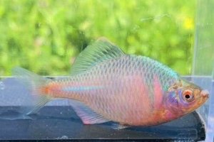 画像2: ニッポンバラタナゴ　（約3〜5cm）　大阪産 　♂♀♀３匹