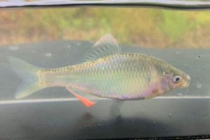 画像1: ヤリタナゴ　（婚姻色）　琵琶湖産　１ペア