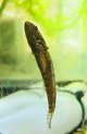 カワアナゴ　（約4〜5cm）　大阪産