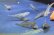 画像6: ビワヨシノボリ　（小）　琵琶湖産　３匹