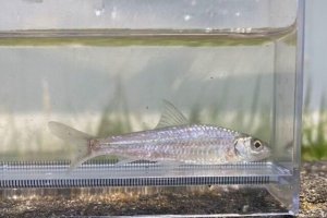 画像1: コウライモロコ　（やや大）　徳島産　３匹セット