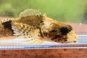 画像1: ウツセミカジカ　（約6〜7cm）　琵琶湖産