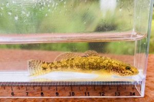 画像1: ウキゴリ　（やや中）　琵琶湖水系産