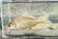 画像13: 福井のフナ　（約15cm）