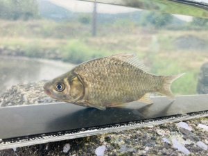 画像1: ヘラブナ　（約8〜9cm）　三重産