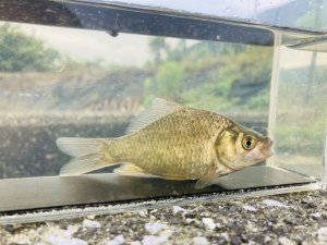 画像2: ヘラブナ　（約8〜9cm）　三重産