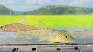 画像1: コウライニゴイ　（約8cm）　三重琵琶淀川水系産