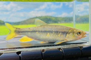 画像1: ヌマムツ　（大）　三重琵琶淀川水系産