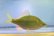 画像7: カネヒラ 　（大：淡い婚姻色）　琵琶湖産　♂