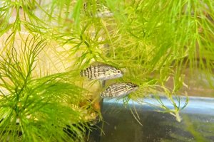 画像1: オヤニラミ　（ベビー）　和歌山産　３匹セット　
