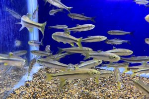 画像4: カワムツ　（小）　和歌山産　３匹