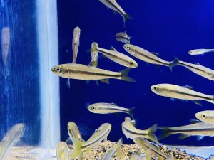 画像5: カワムツ　（小）　和歌山産　３匹