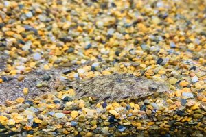 画像1: ヌマガレイ　（約4〜5cm）　北海道産