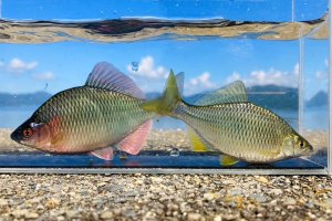 画像3: カネヒラ　（大：婚姻色）　琵琶湖産　１ペア