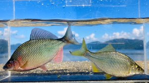 画像4: カネヒラ　（大：婚姻色）　琵琶湖産　１ペア
