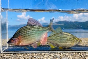 画像2: カネヒラ　（大：婚姻色）　琵琶湖産　１ペア