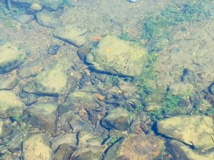 画像5: カネヒラ　（大：婚姻色）　琵琶湖産　１ペア