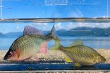 カネヒラ　（大：婚姻色）　琵琶湖産　１ペア