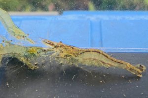 画像3: ヌカエビ　宮城産　５匹