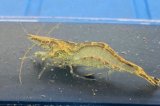 ヌカエビ　宮城産　５匹