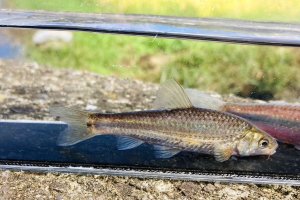 画像1: タモロコ　（約5〜6cm）　宮城産　２匹