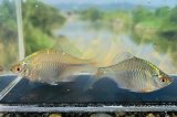 タイリクバラタナゴ　徳島産　５ペアセット