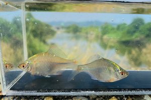 画像1: タイリクバラタナゴ　徳島産　１０セット