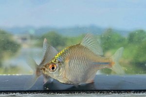 画像1: タイリクバラタナゴ　徳島産　１ペア