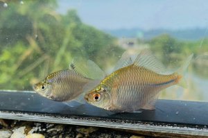 画像1: タイリクバラタナゴ　徳島産　１ペア