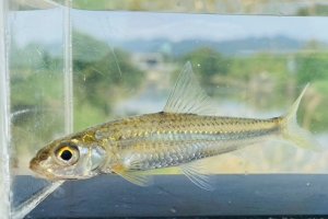 画像1: コウライモロコ　（中）　徳島産　７匹セット