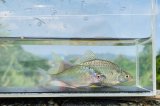 カネヒラ　（約7〜8cm）　徳島産　１ペア