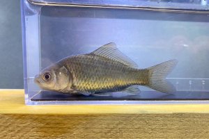 画像1: 道北のフナ　（小）　北海道産　２匹