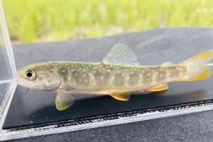 画像2: “オショカワ”（オショロコマ×カワマス：約8〜10cm）　北海道産　３匹セット