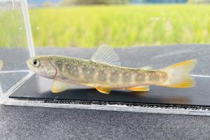 画像1: “オショカワ”（オショロコマ×カワマス：約8〜10cm）　北海道産　３匹セット