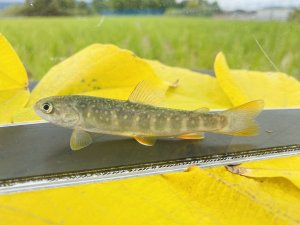 画像7: “オショカワ”（オショロコマ×カワマス：約8〜10cm）　北海道産　３匹セット