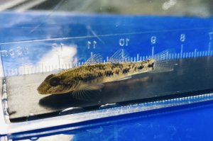画像1: ゴクラクハゼ　（小）　徳島産　５匹セット