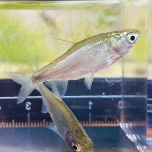 画像1: ハクレン　利根川水系産 