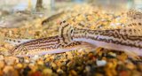 アジメ模様のチュウガタスジシマドジョウ　香川産 