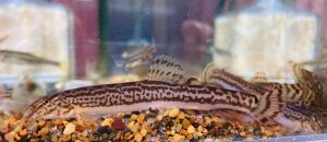 画像1: アジメ模様のチュウガタスジシマドジョウ　香川産 