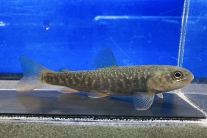 画像4: “オショカワ”（オショロコマ×カワマス：約8〜10cm）　北海道産　３匹セット