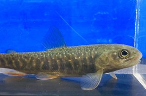 画像5: “オショカワ”（オショロコマ×カワマス：約8〜10cm）　北海道産　３匹セット