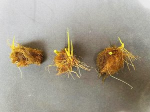 画像5: ヨシ　（葦の根の玉：芽が出てきています）　小