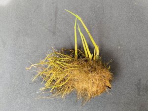 画像1: ヨシ　（葦の根の玉：芽は出てきています）　中