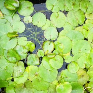 画像1: アサザ　（浮葉植物）　３株