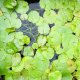 アサザ　（浮葉植物）　３株