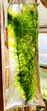 アナカリス　（オオカナダモ）　九州産　５本鉛まき