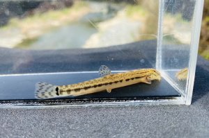 画像3: オオシマドジョウ　（約6〜8cm）　奈良産