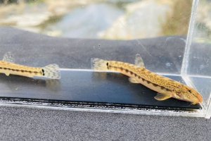 画像4: オオシマドジョウ　（約6〜8cm）　奈良産